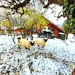 Appartamento Romantic Alpine With Superview Of Near Interlaken Sundlauenen
