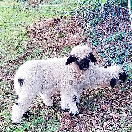 Romantic Alpine With Superview Of Near Interlaken *