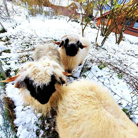 Romantic Alpine With Superview Of Near Interlaken